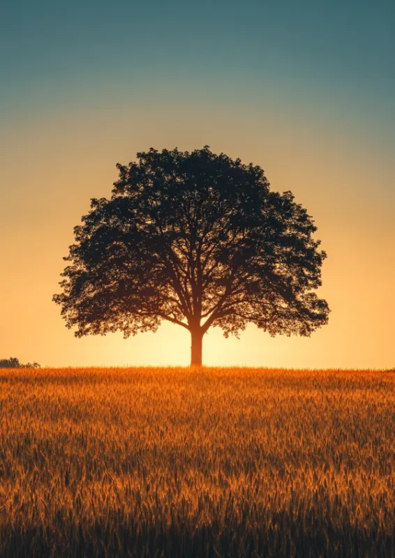 Solitary oak tree silhouette against a glowing golden-orange sunset sky standing in a vast wheat field